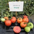 Арнольд (INX 1577 F1) насіння помідора детермінантного (Innova Seeds)