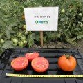 Арнольд (INX 1577 F1) насіння помідора детермінантного (Innova Seeds)