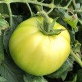Арнольд (INX 1577 F1) насіння помідора детермінантного (Innova Seeds)