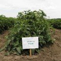 Арнольд (INX 1577 F1) насіння помідора детермінантного (Innova Seeds)