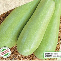Аспірант насіння кабачка (Seedera)
