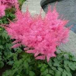 Астари (Астаре) малиновые семена астильбы (Benary)