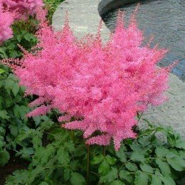 Астари (Астаре) малиновые семена астильбы (Benary)
