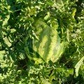АУ Продюсер насіння кавуна середнього (LibraSeeds)