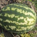 АУ Продюсер насіння кавуна середнього (LibraSeeds)