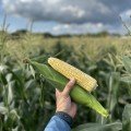 Авакен F1 насіння кукурудзи суперсолодкої Sh2 ультраранньої 65-68 дн. 20-21 см 16-18 г. біколор (Clause)