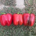 Аїда F1 насіння перцю солодкого тип Блочний ранній (Lark Seeds)