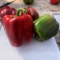 Аїда F1 насіння перцю солодкого тип Блочний ранній (Lark Seeds)