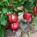 Аїда F1 насіння перцю солодкого тип Блочний ранній (Lark Seeds)