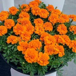 Чіка помаранчеві (Orange) насіння чорнобривців (Hem Genetics)