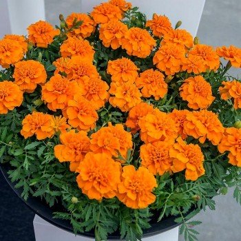 Чіка помаранчеві (Orange) насіння чорнобривців (Hem Genetics)