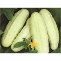 Белый деликатес семян огурца пчелоопыляемого (GL Seeds)