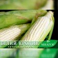 Білий кролик F1 насіння кукурудзи суперсолодкої Sh2 (Мнагор)