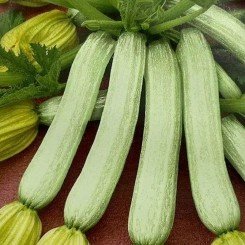 Білий лорд насіння кабачка (Hortus)