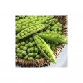 Болеро семян гороха (May Seeds)