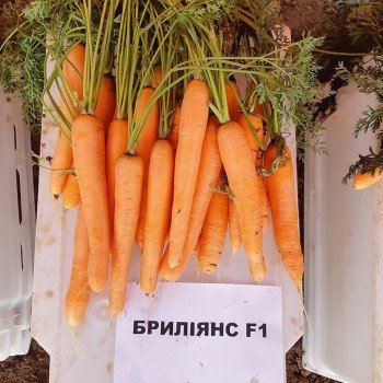 Бріліанс F1 (1,4-1,6) насіння моркви Нантес пізньої 135 дн. 18-23 см (Nunhems)