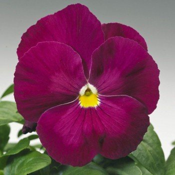 Дельта F1 розовая (pink) семена виолы (Syngenta)