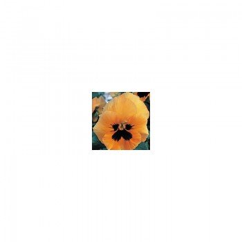 Династия Orange Blotch семян фиалки (Kitano Seeds)