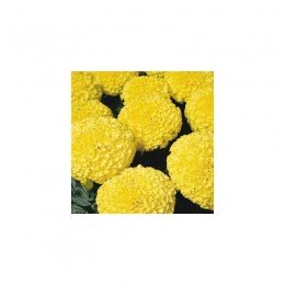 Дискавері F1 жовті (yellow) насіння чорнобривців (Benary)