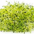 До овочевих салатів (5 урожаїв) набір насіння мікрозелений (Agrocity)