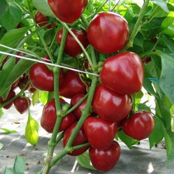 Думас семян перца сладкого (Moravoseed)