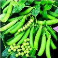 Эдди семена гороха (Hazera)
