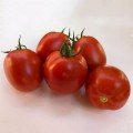 Энигма F1 семена помидора индетерминантного (Lark Seeds)
