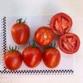 Энигма F1 семена помидора индетерминантного (Lark Seeds)