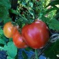 Енігма F1 насіння помідора індетермінантного (Lark Seeds)