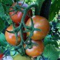 Енігма F1 насіння помідора індетермінантного (Lark Seeds)