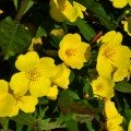 Енотера золотиста насіння (Moravoseed)