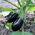 ЄС 3591 F1 (ES 3591 F1) насіння баклажана раннього (Ergon Seeds)