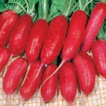 Ескарлат насіння редису 30-35 дн. (Hortus)
