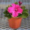 Еспресо гранде Пінк F1 (Pink) насіння петунії грандіфлора (Floranova)