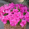 Еспресо гранде Пінк F1 (Pink) насіння петунії грандіфлора (Floranova)