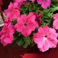 Еспресо гранде Пінк F1 (Pink) насіння петунії грандіфлора (Floranova)