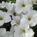 Еспресо гранде Вайт F1 (White) насіння петунії грандіфлора (Floranova)