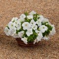 Еспресо гранде Вайт F1 (White) насіння петунії грандіфлора (Floranova)