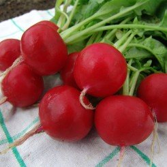 Естер насіння редиски (Moravoseed)