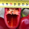 Фанат F1 насіння перцю солодкого (Lark Seeds)