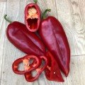 Фанат F1 насіння перцю солодкого (Lark Seeds)