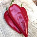 Фанат F1 насіння перцю солодкого (Lark Seeds)