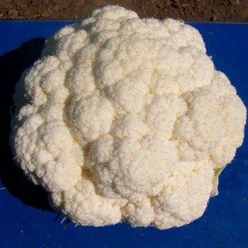 Фьерра F1 (Фиеро F1) семена капусты цветной (Cora Seeds)