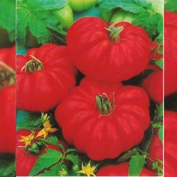 Фіорентинське насіння помідора детермінантного (Hortus)