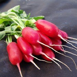 Форум насіння редису (Moravoseed)