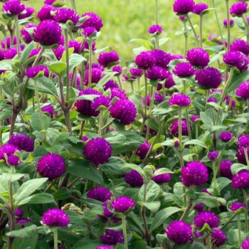 Гомфрена пурпурова (purple) насіння (W.Legutko)