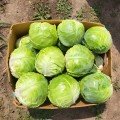 Грін Флеш F1 (Green Flash F1) насіння капусти білокачанної (Seminis)
