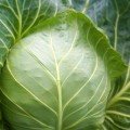 Грін Флеш F1 (Green Flash F1) насіння капусти білокачанної (Seminis)