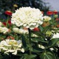 Гіганти Бенарі білі (white) насіння майор (Benary)
