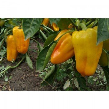 Гладиатор семян перца сладкого (GL Seeds)